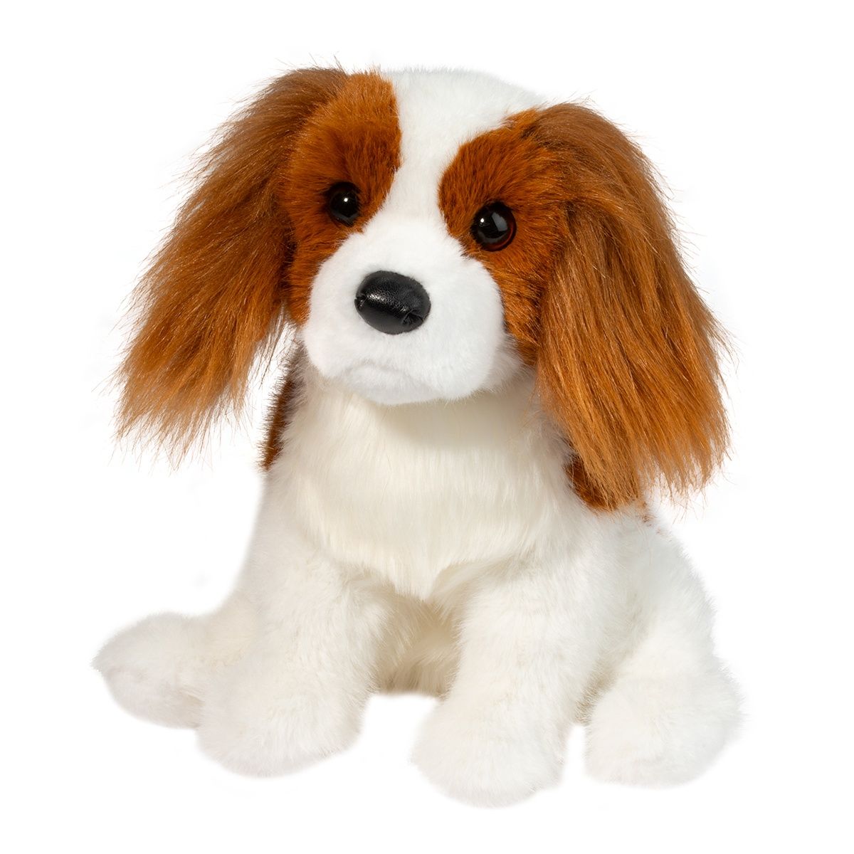 Douglas - Kingsley Cavalier King Charles Spaniel