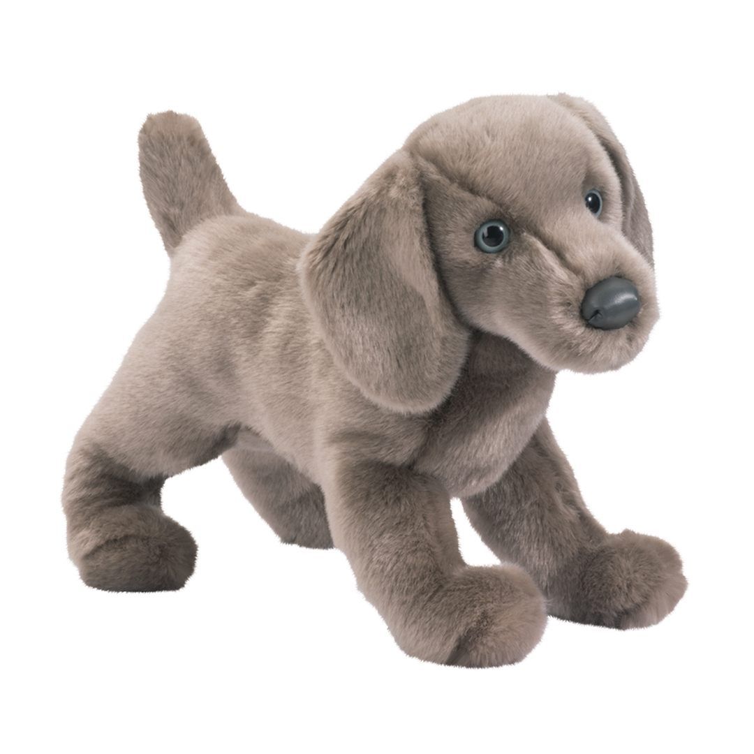 Douglas - Cassie Weimaraner