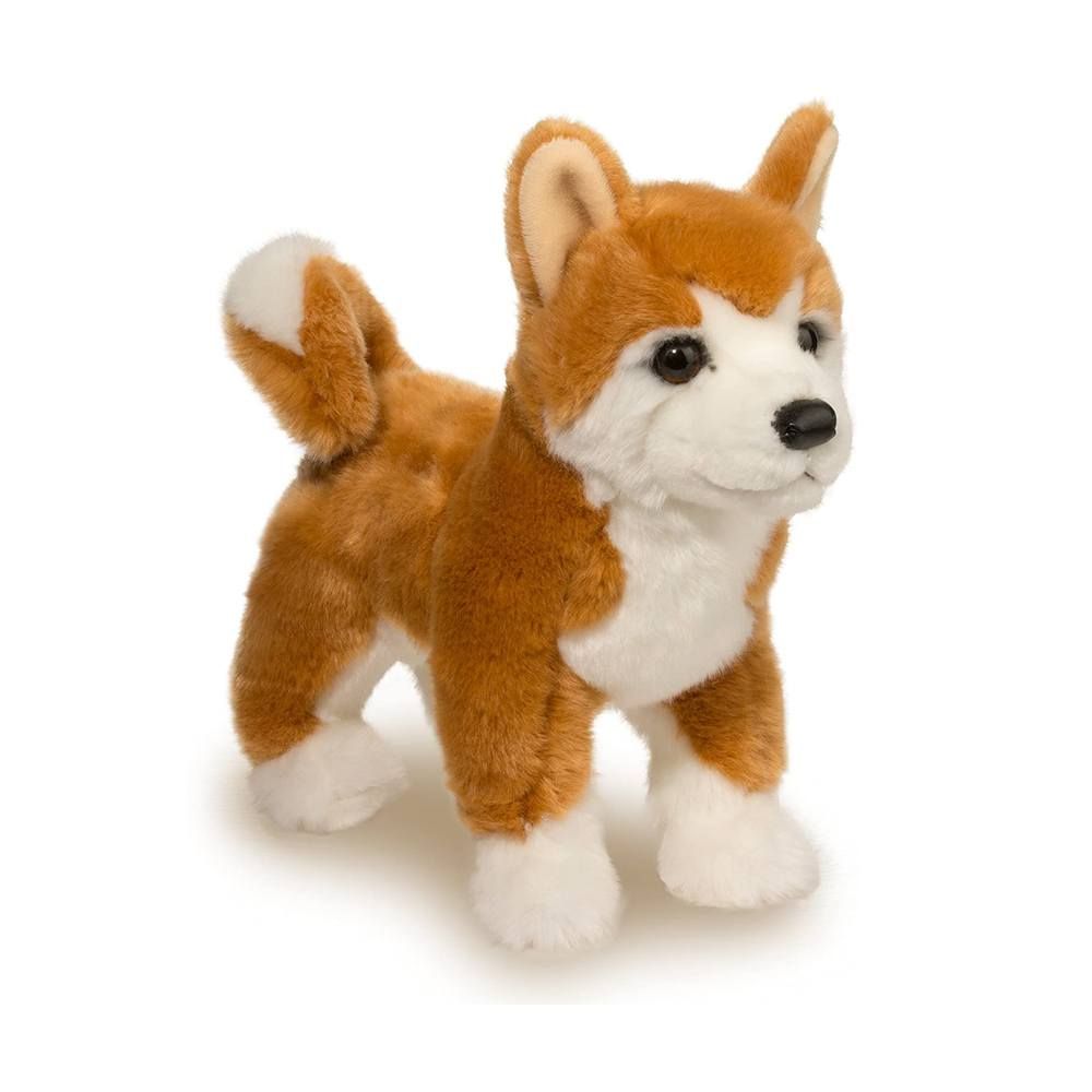 Douglas - Dunham Shiba Inu