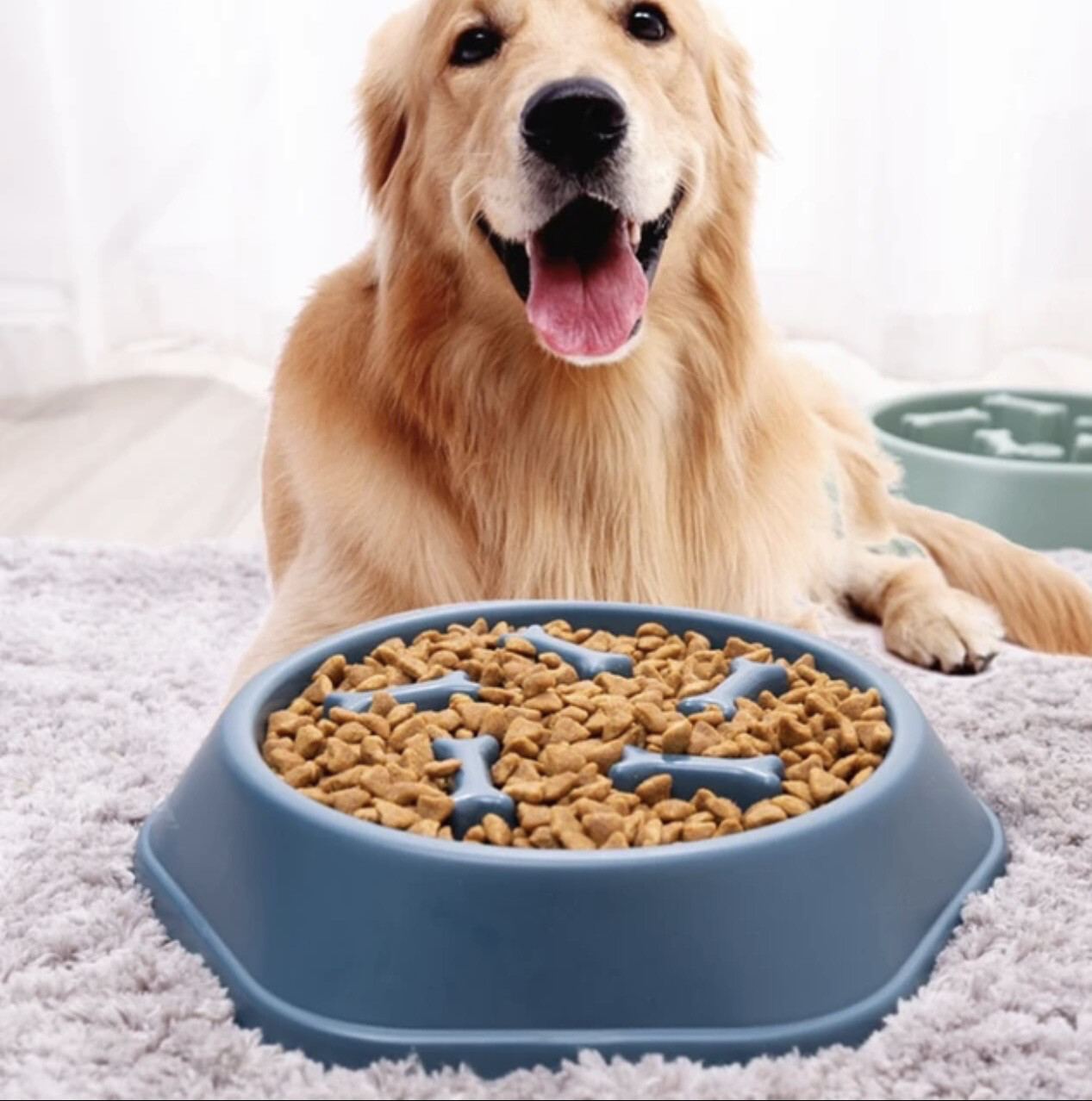 Pet Slow Food Bowl