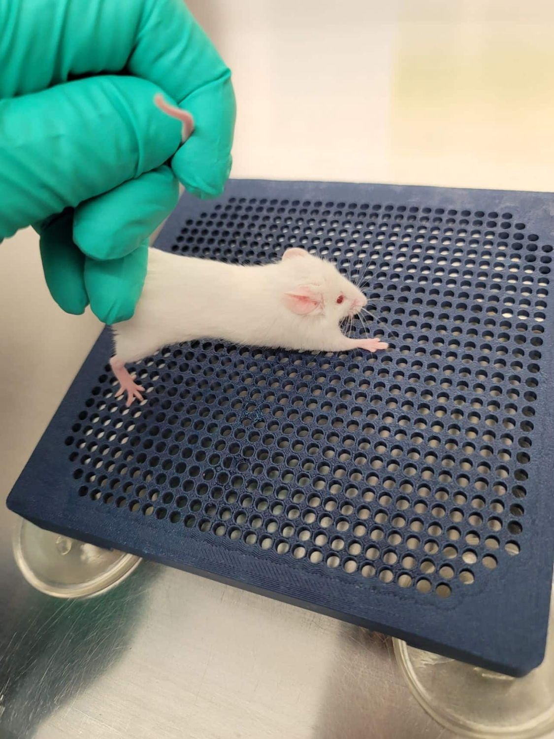 Gripping support for mouse