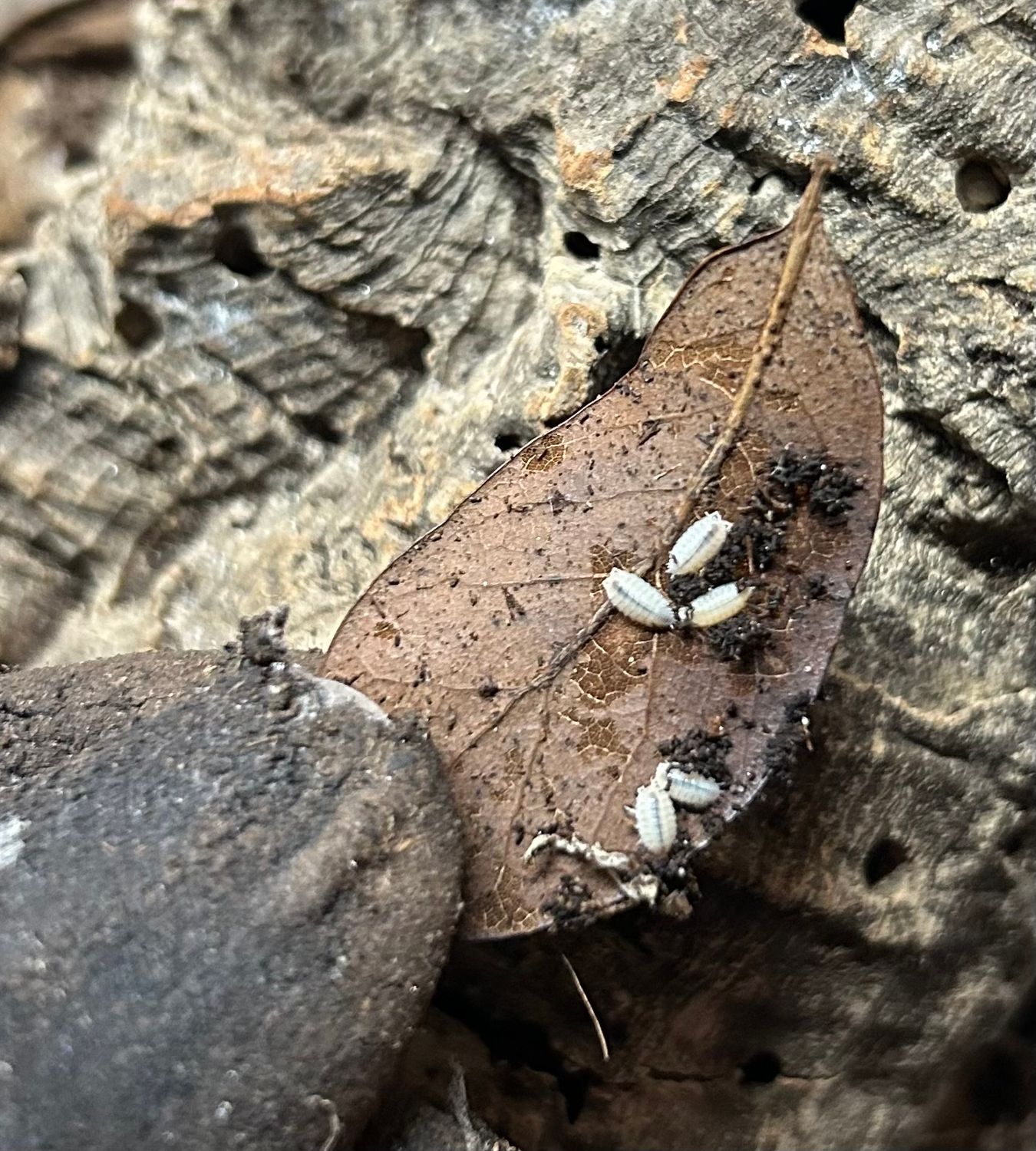 100+ Dwarf Whites