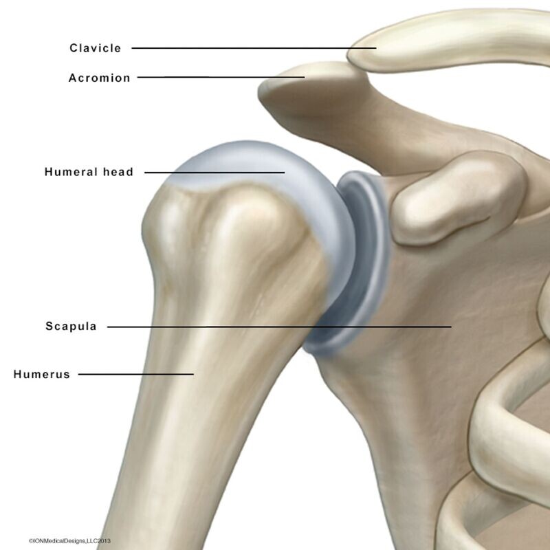 Right Shoulder Bones