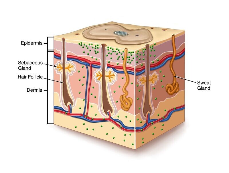 Tens Electrode - Skin Patch