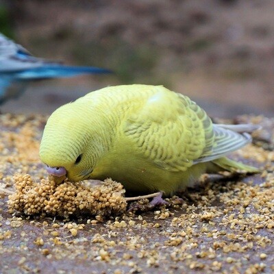Bird Feeds