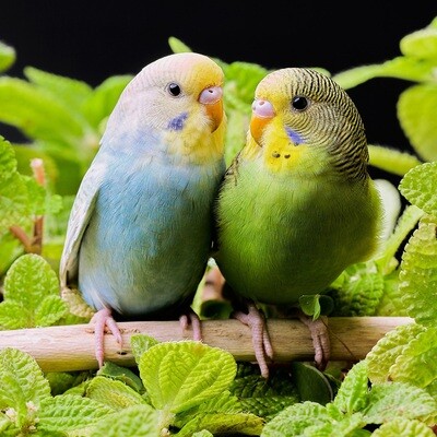 Herbs for Birds