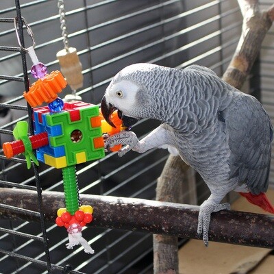 Bird Toys