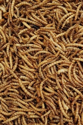 Dried Mealworms - 100g
