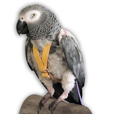 Bird Harnesses