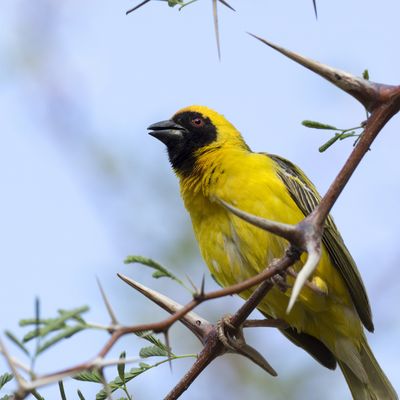 Garden Birds