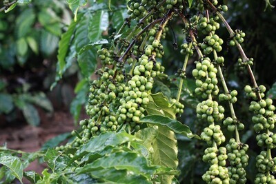 Green Coffee