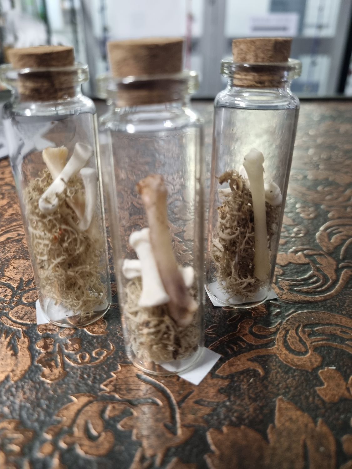 Bottle of Bones