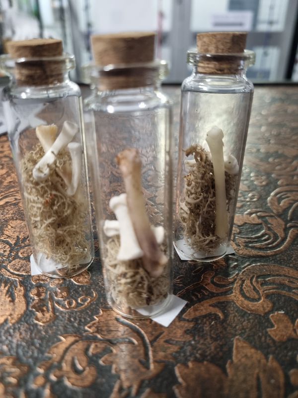 Bottle of Bones