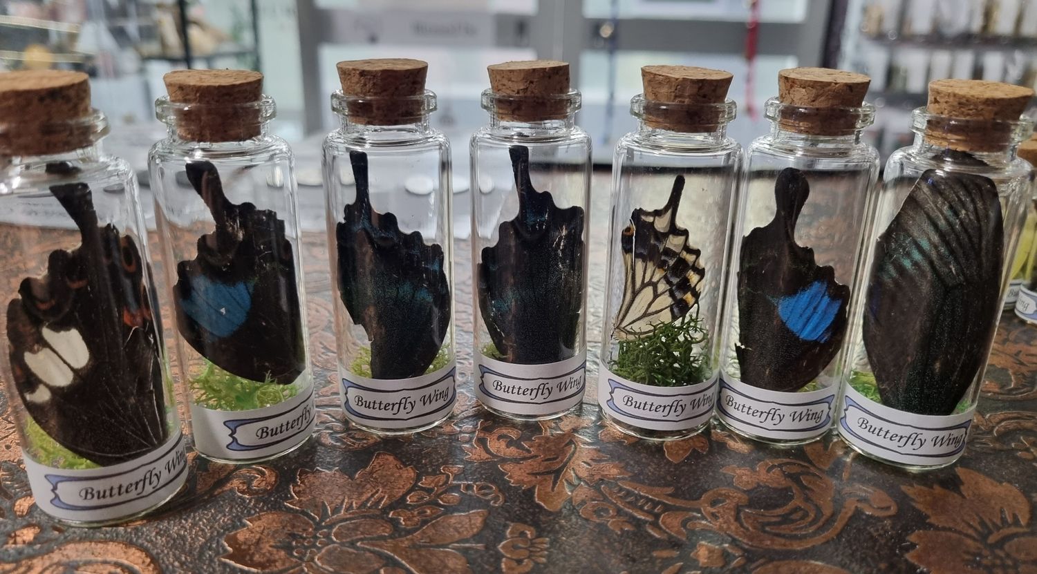 Butterfly Wing (large)