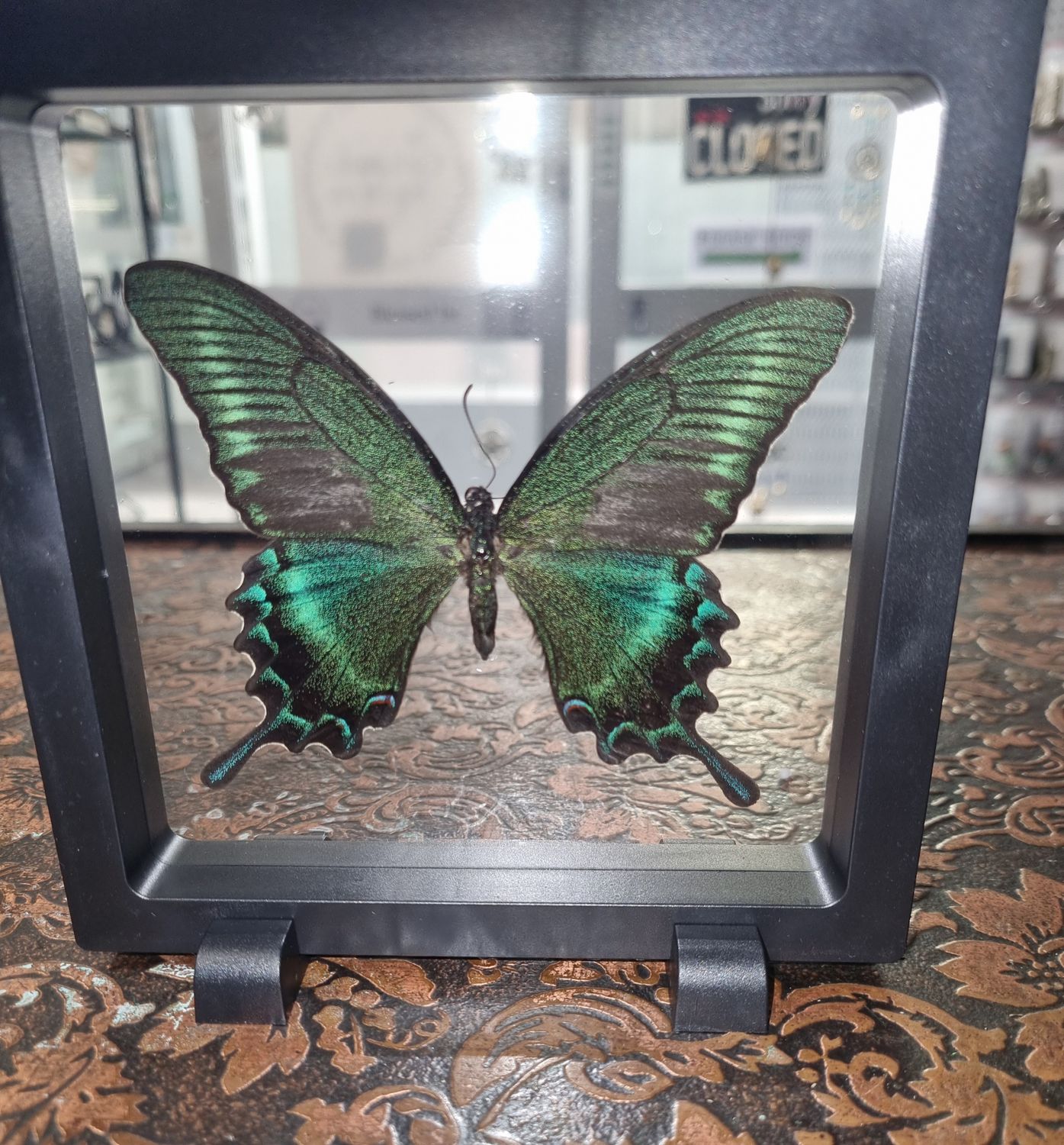 Butterfly Specimen