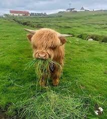 Subanese Cows