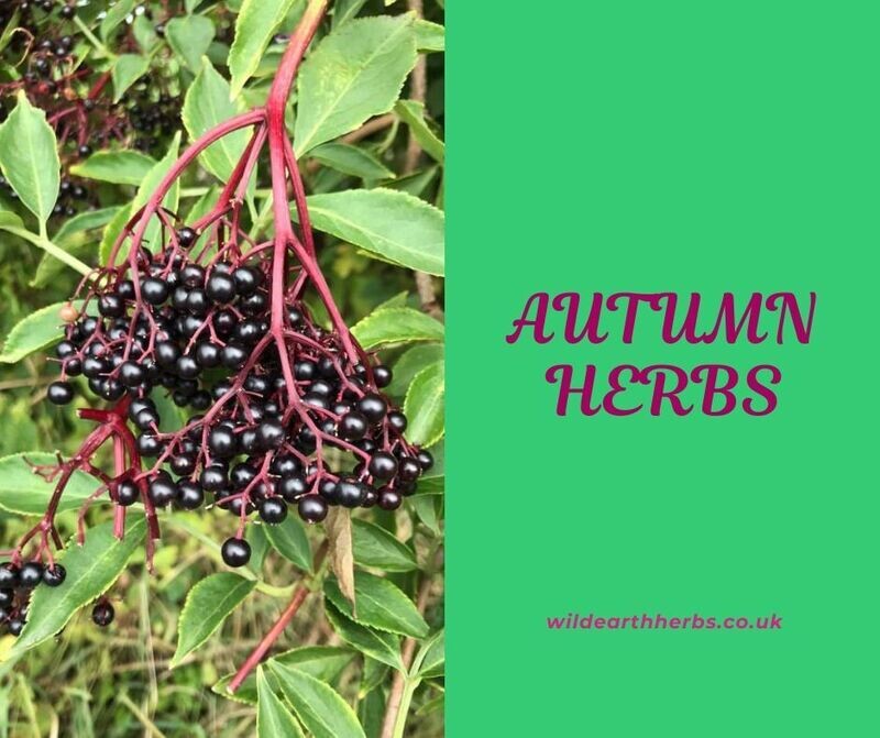 Autumn Herbs E-Book