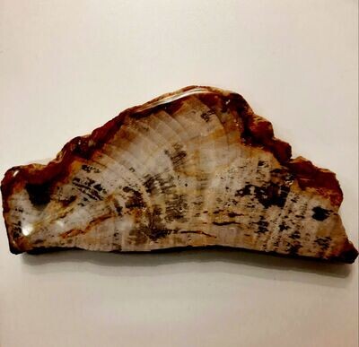 Versteinertes Holz, Scheibe ca. 19/9/1,5 cm (Arizona)