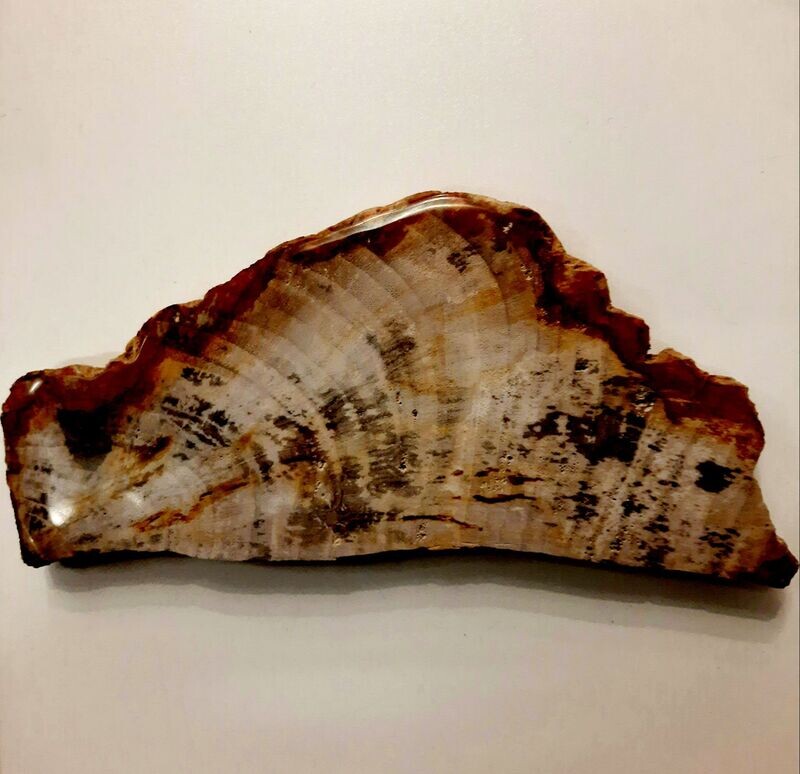 Versteinertes Holz, Scheibe ca. 19/9/1,5 cm (Arizona) Versteinertes Holz, Scheibe ca. 19/9/1,5 cm (Arizona)