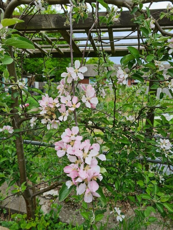 Apple in Blosson