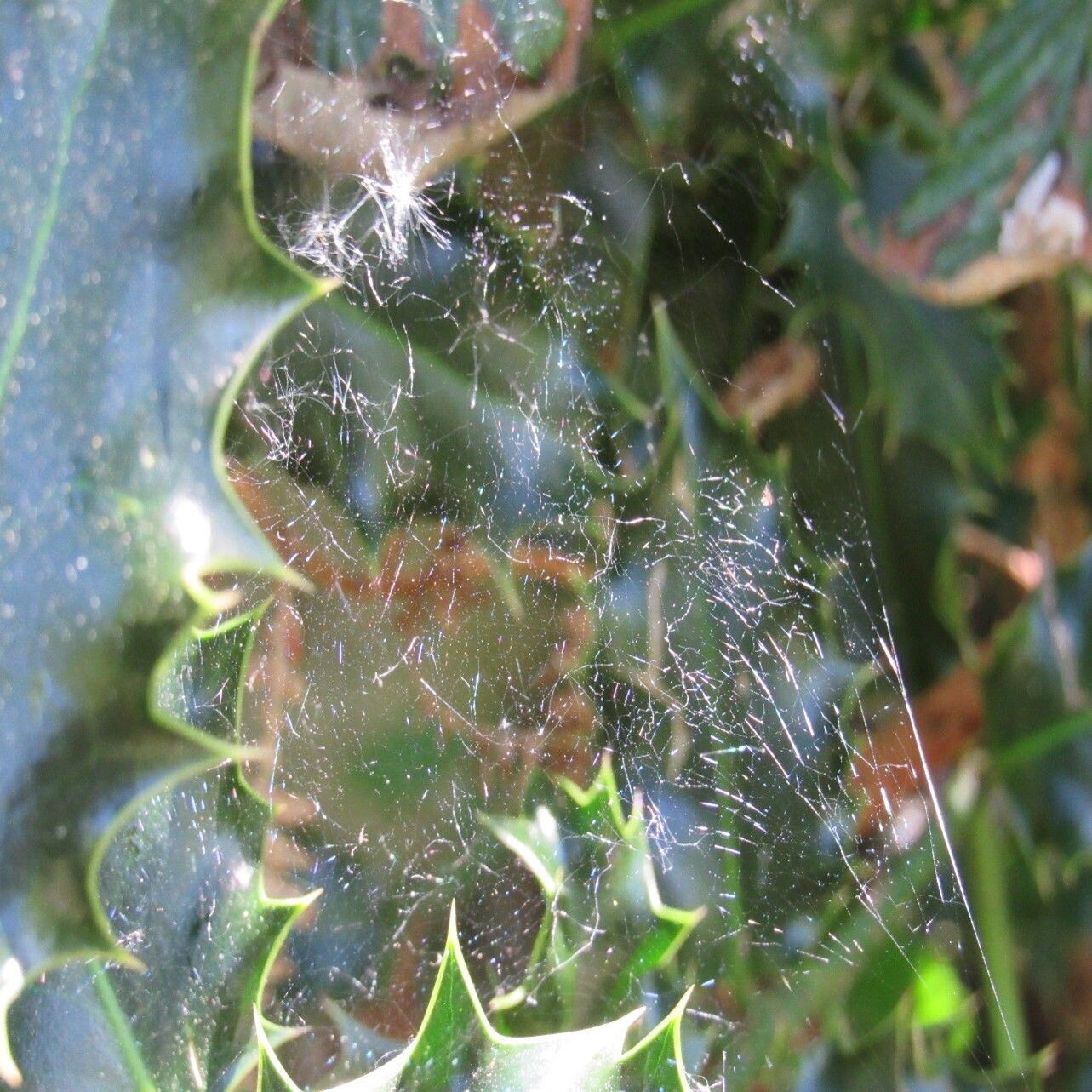 Cobweb on Holly