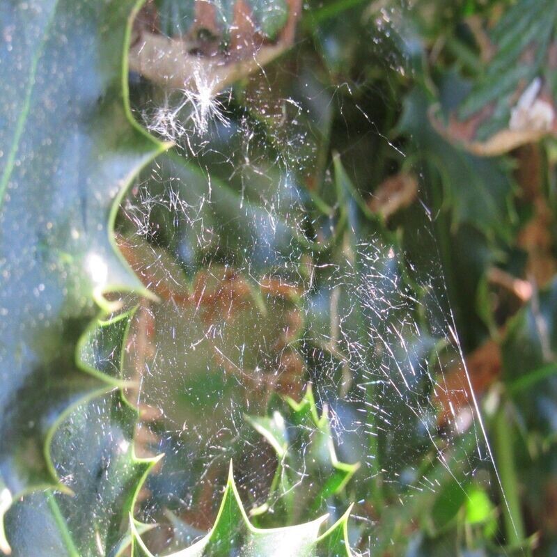 Cobweb on Holly