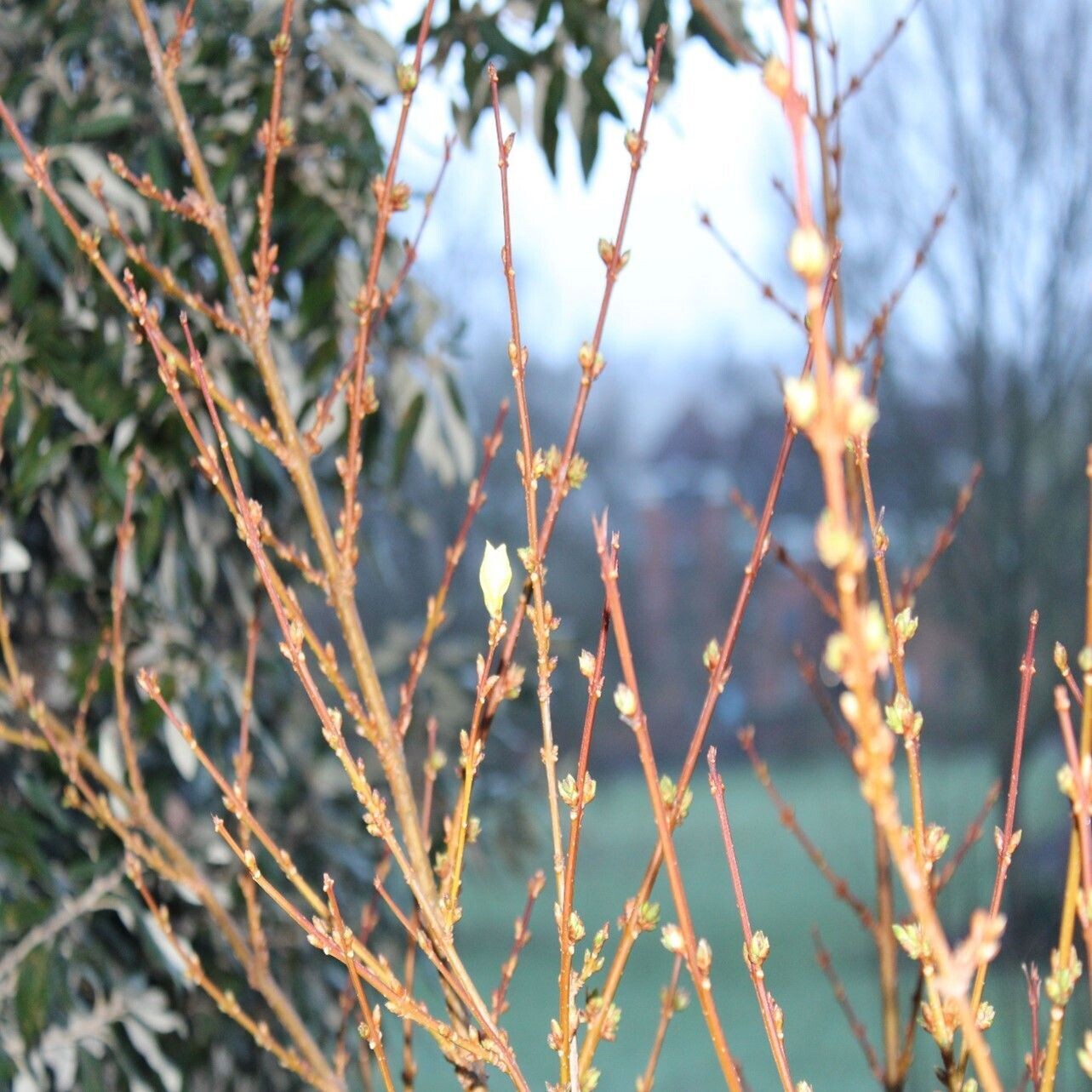 Buds on Norwood Rec