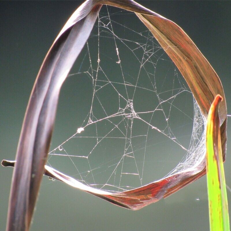 Cobweb on Reed