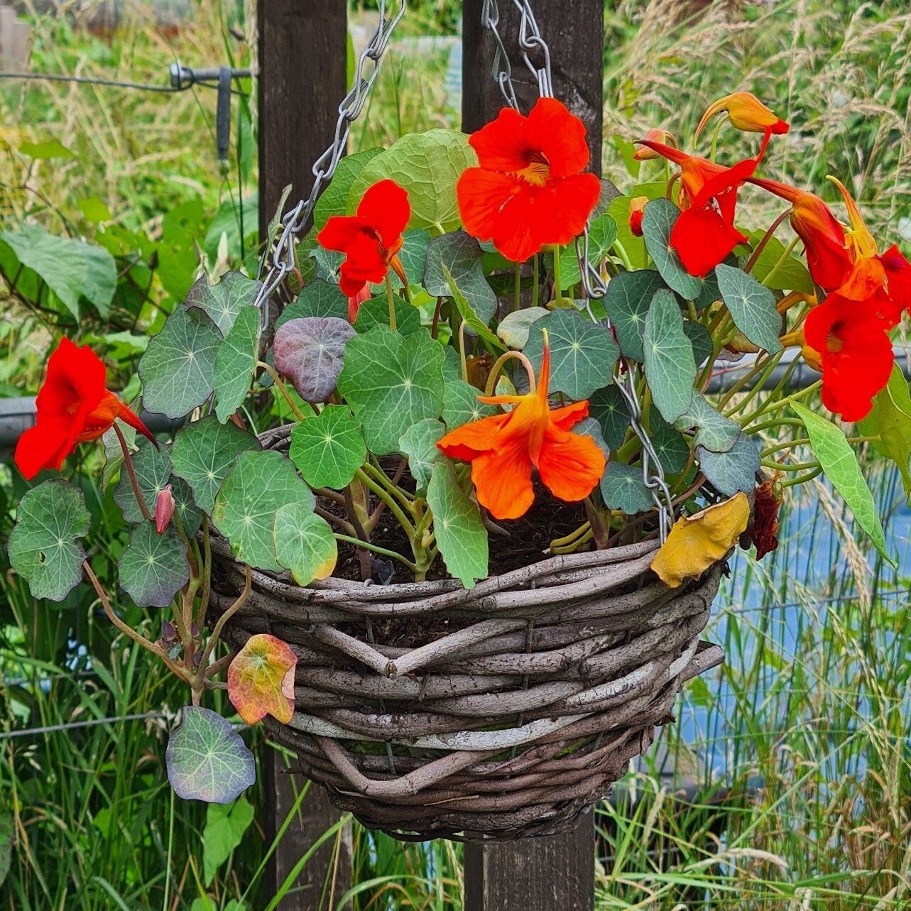 Nasturtiums