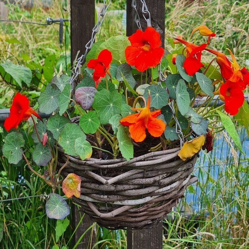 Nasturtiums