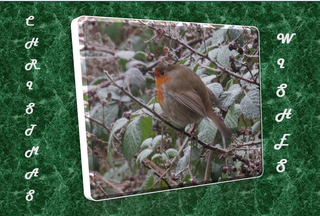 Cold Robin