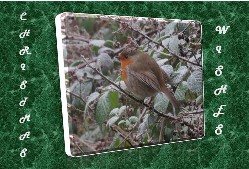 Cold Robin