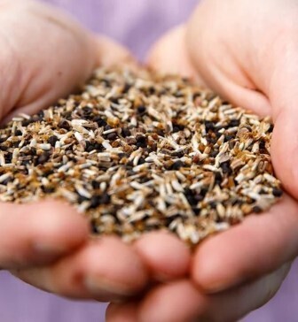 Flower Seeds