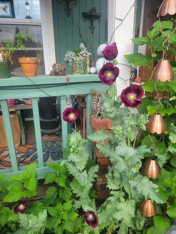 Lauren&#39;s Grape Poppy Seeds