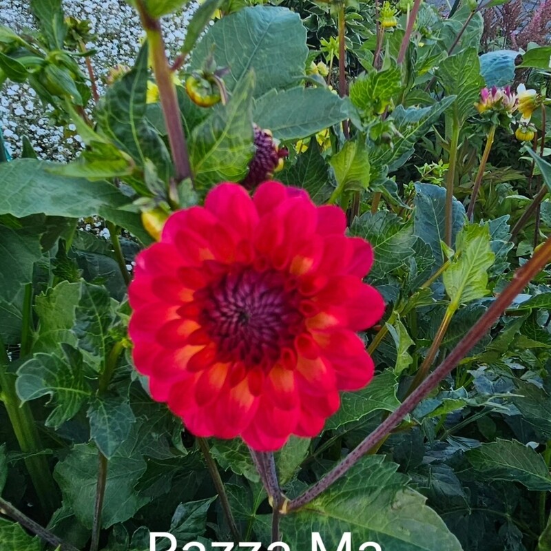 Raz ma taz