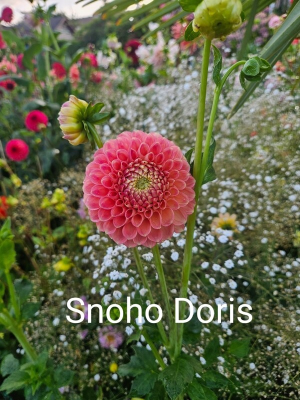 Snoho Doris