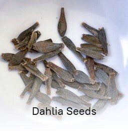 Dahlia Seeds - Mixed