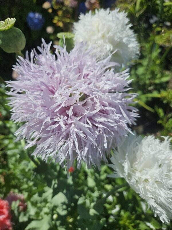 Breadseed Poppy - Lilac Peony- Seeds