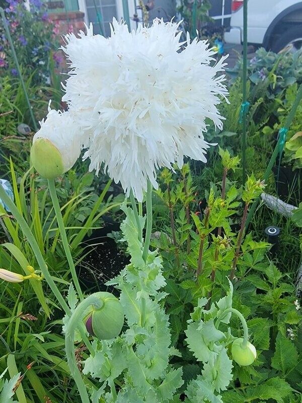 Breadseed Poppy - White Frills- Seeds