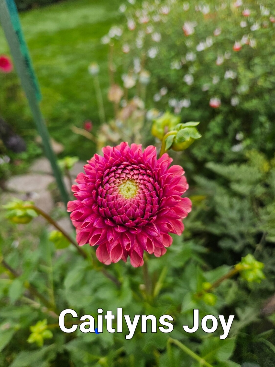 Caitlyn&#39;s Joy