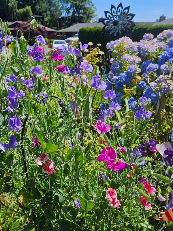Sweet Peas - Seeds
