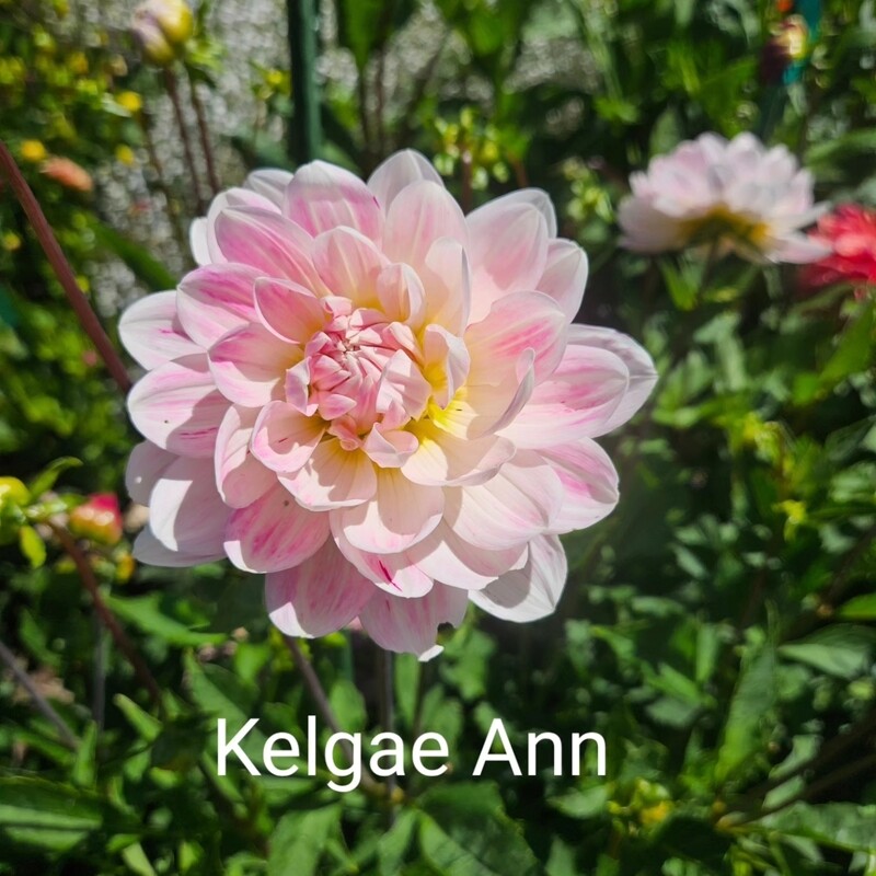Kelgae Ann