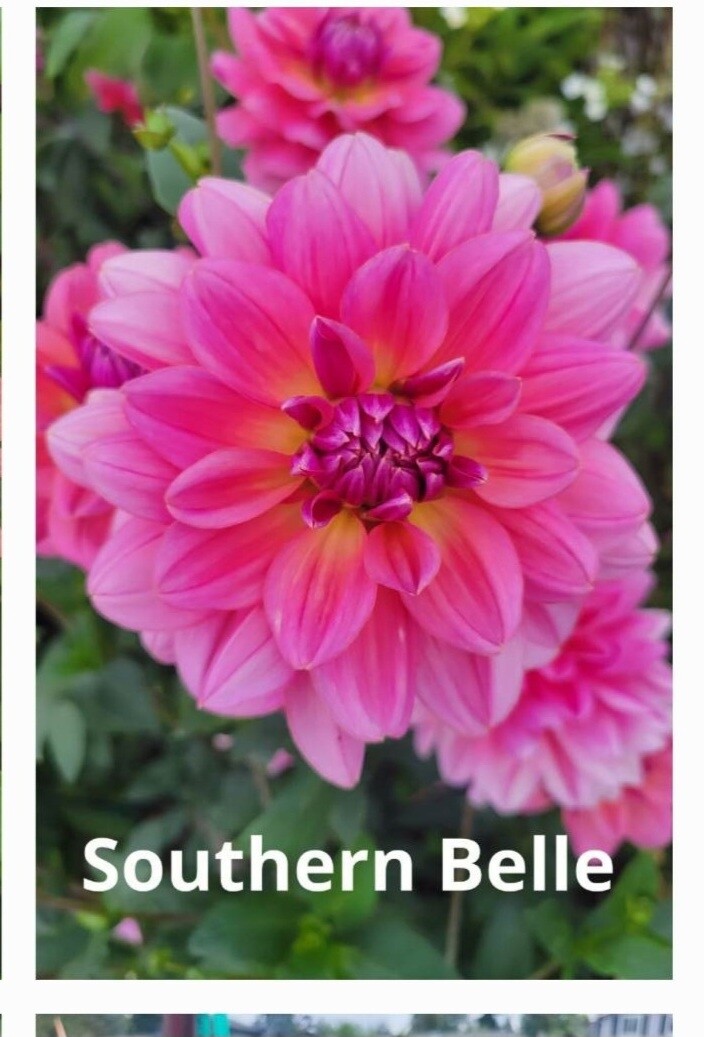 Southern Belle