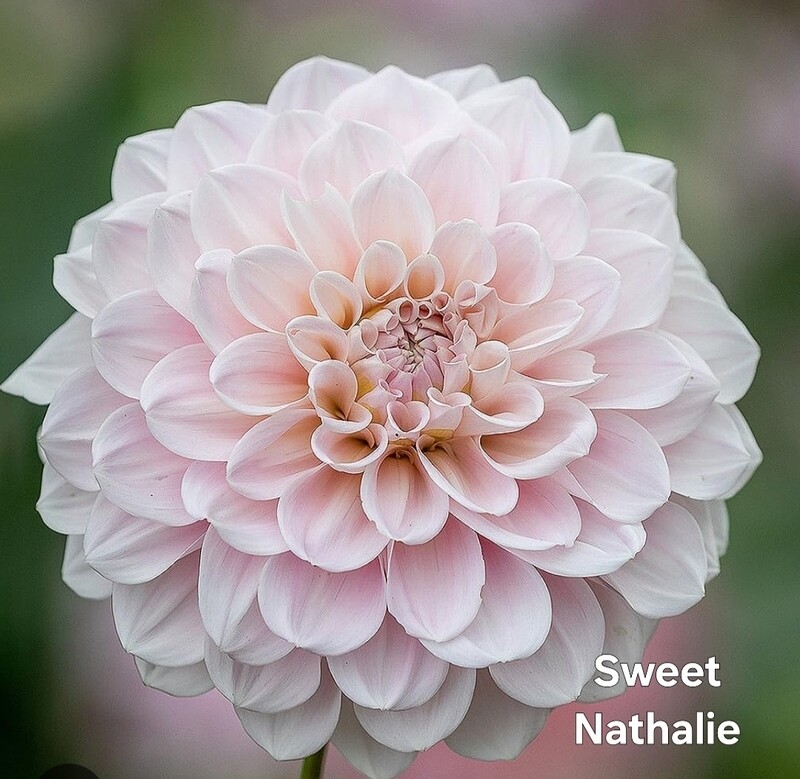 Sweet Nathalie