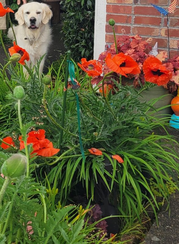 Orange Oriental Poppy Seeds