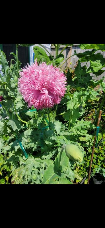 Pink Frillled poppy - Seeds