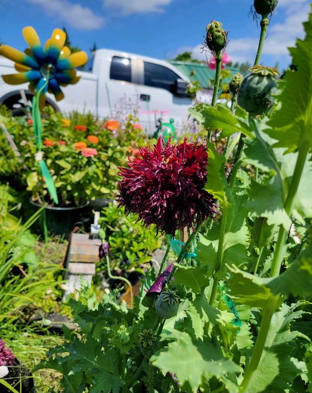 Black Swan Poppy - Seeds