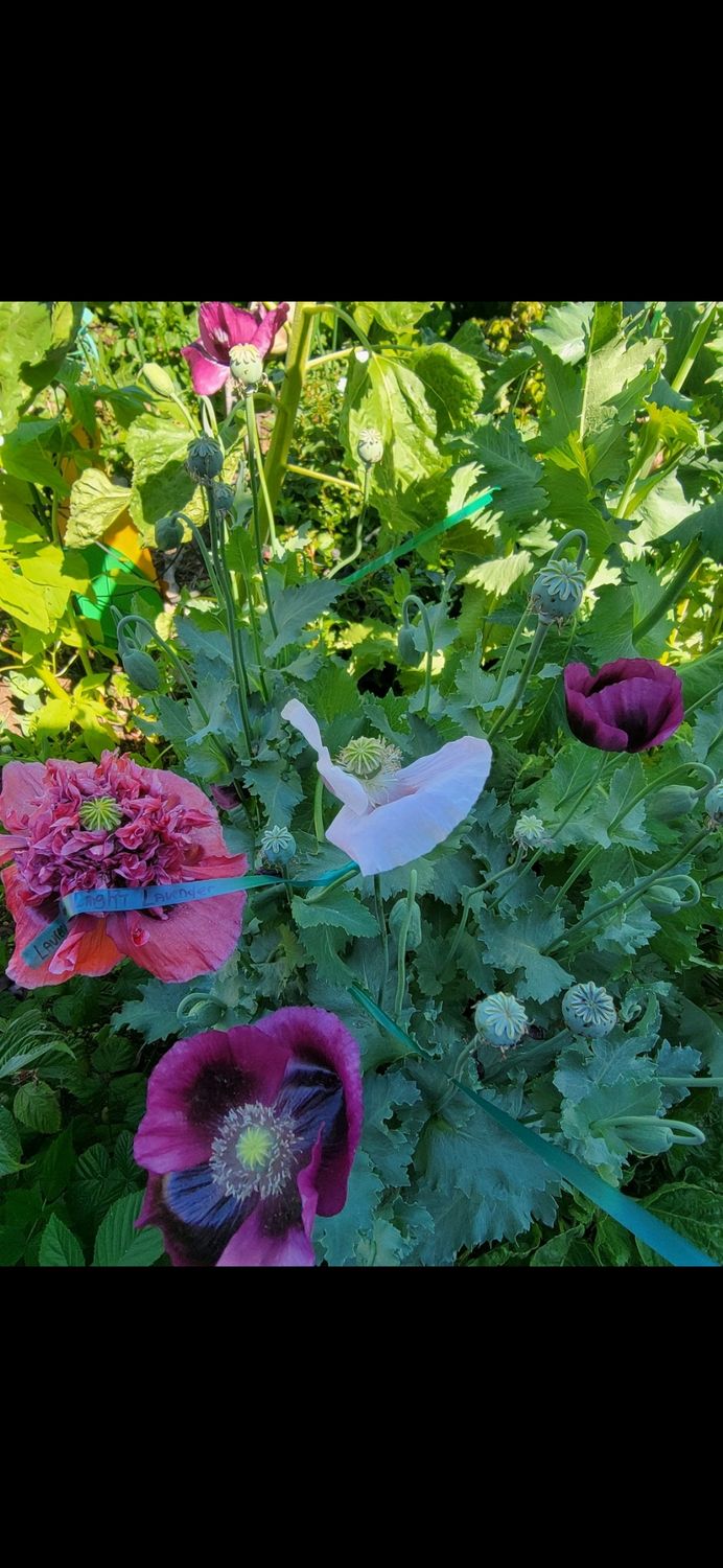 Double Peony Poppy mix - Seeds