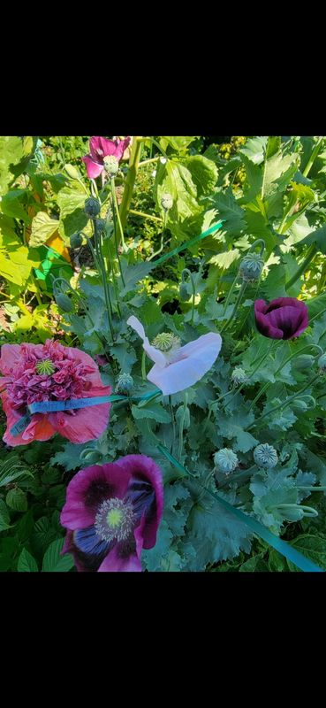 Double Peony Poppy mix - Seeds