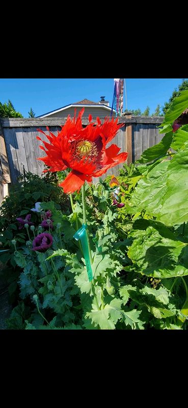 Red Poppy - Seeds